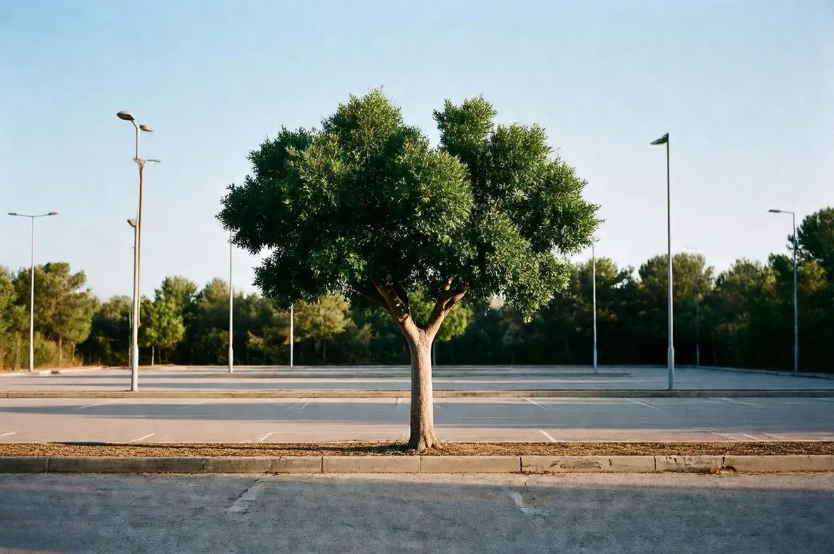 carrubo