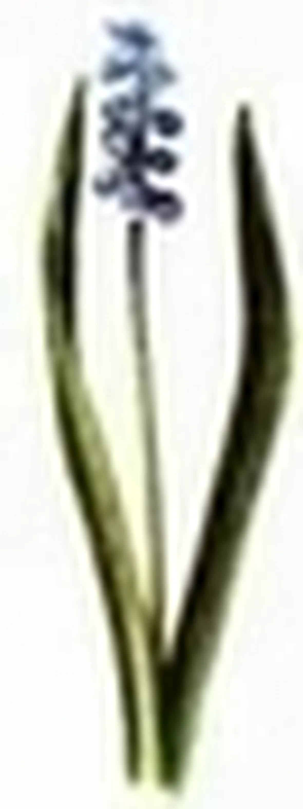 cipollaccio