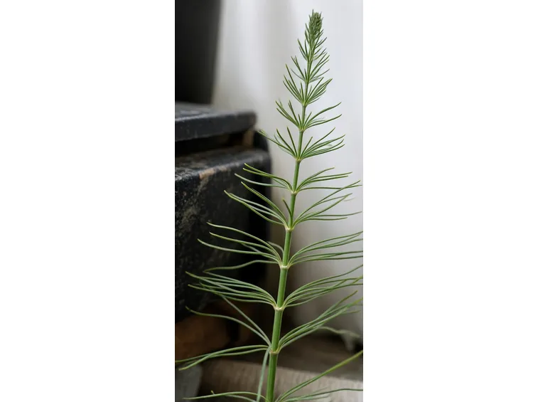 coda cavallina