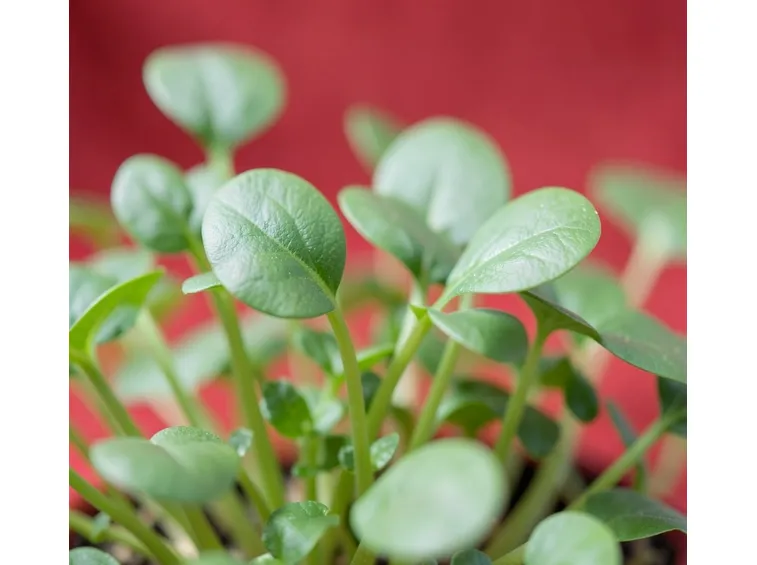crescione