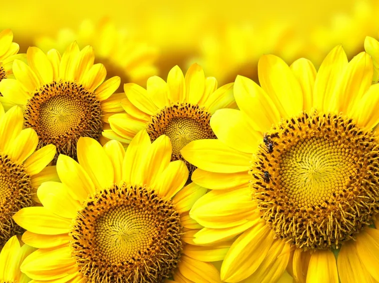 girasole