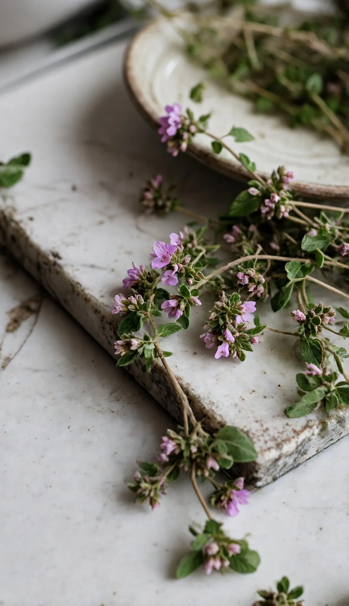 origanum