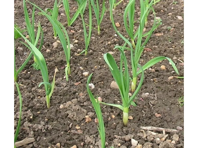 piantine di aglio