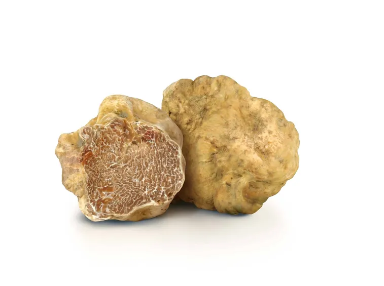 Pregiato tartufo bianco