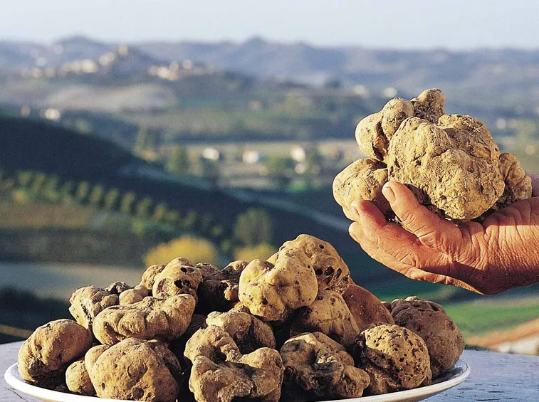 Varietà di tartufo bianco