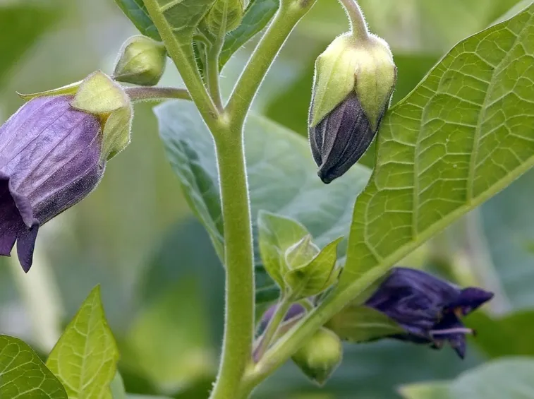 Fiore di Belladonna, pianta utile in caso di febbre durante la gravidanza