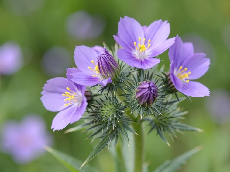 centaurea