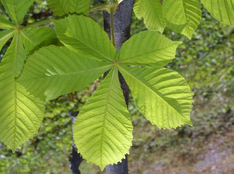 foglia ippocastano