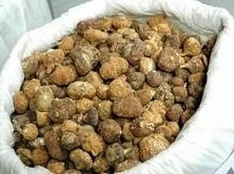estratto di maca secco
