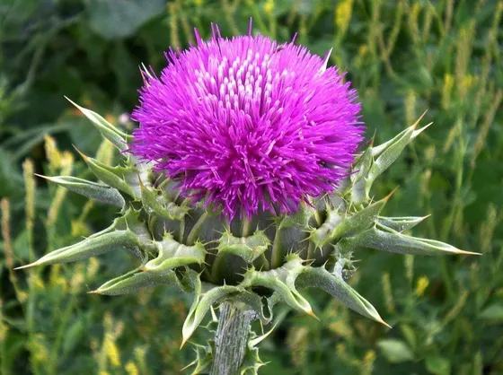 Silybum marianum