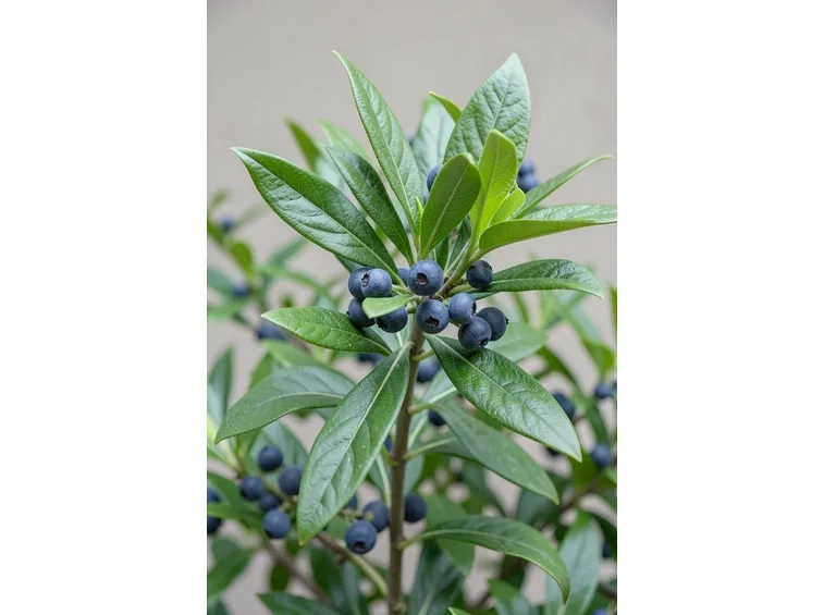 mirto