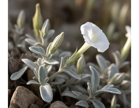 convolvulus cneorum