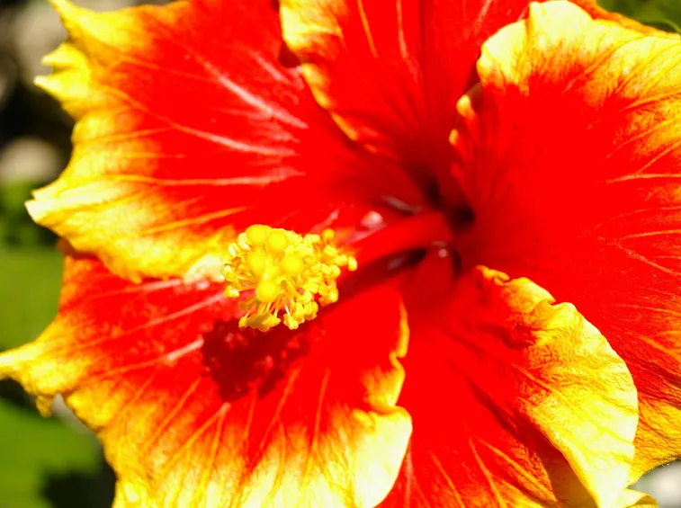 Fiore di ibisco visto da vicino
