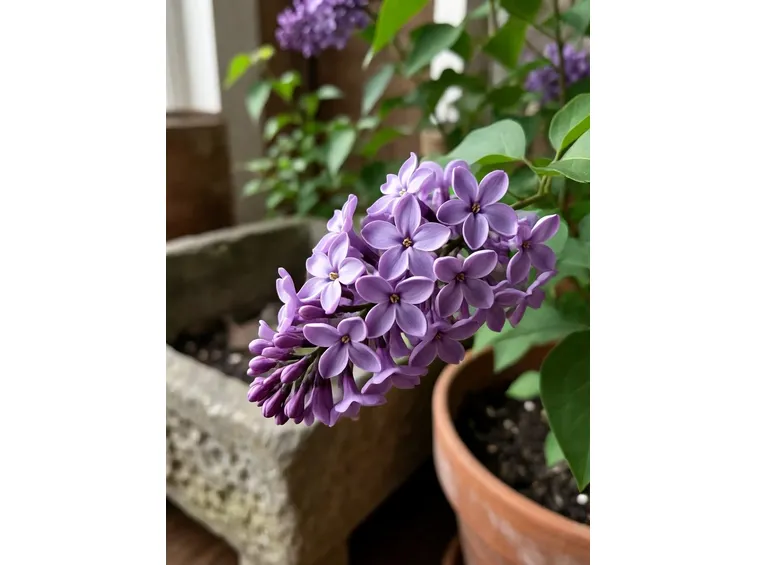 fiori di lillà