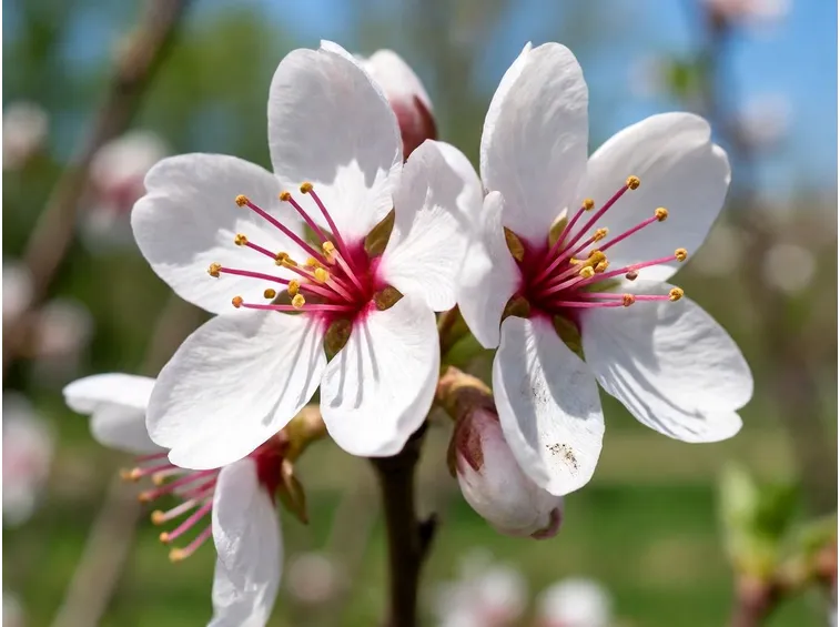 fiori mandorlo