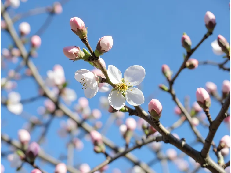fiori melo