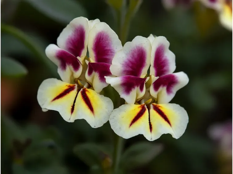 NEMESIA