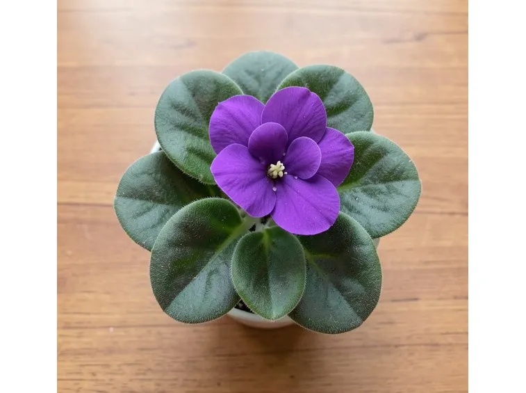viola