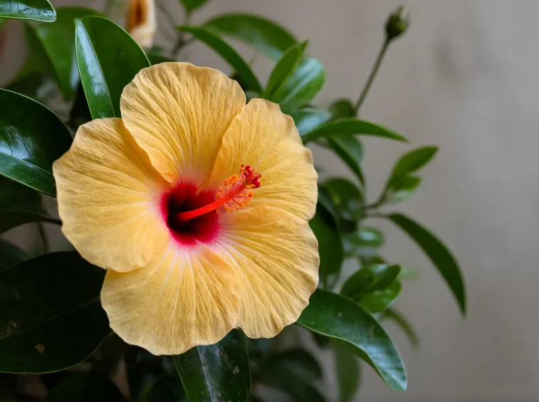 fiore ibisco