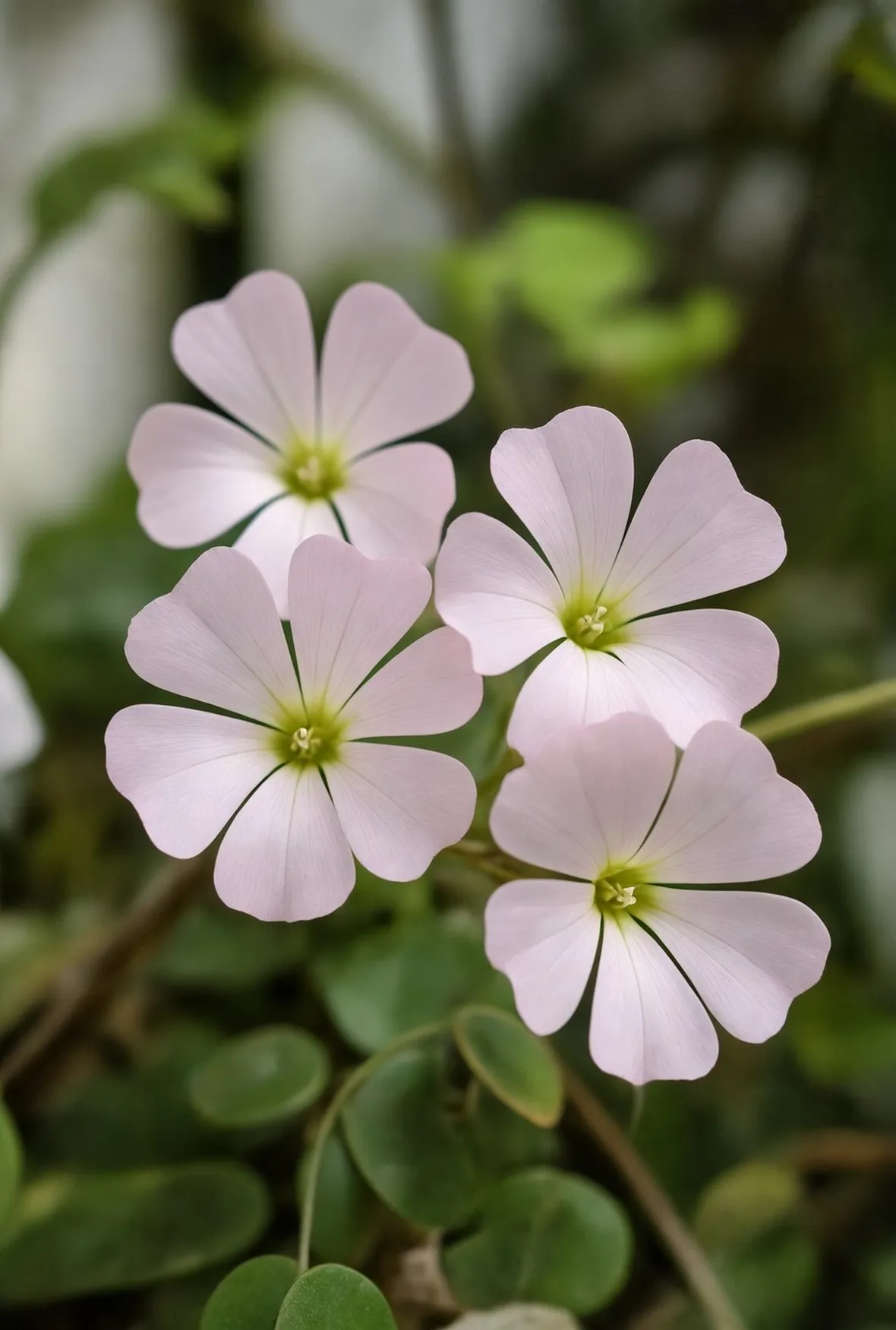 Oxalis