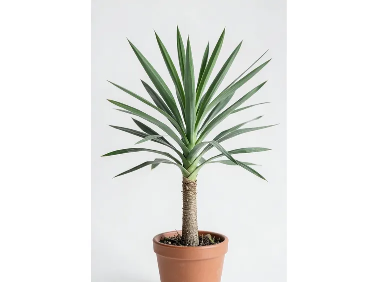 Yucca