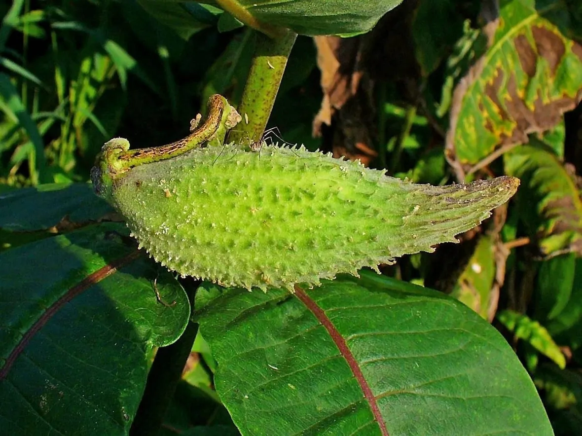 pianta dei pappagalli