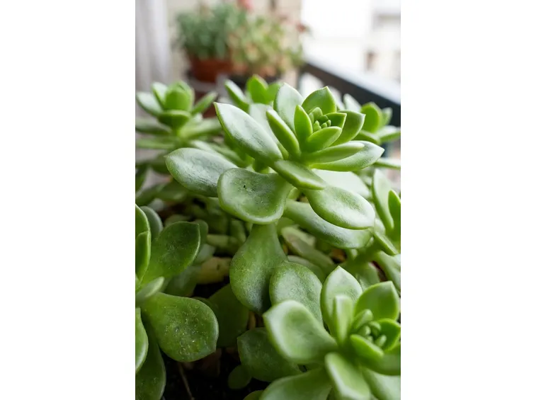 Sedum