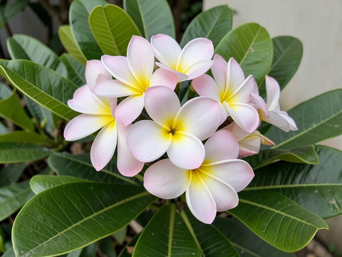 Fiori di plumeria