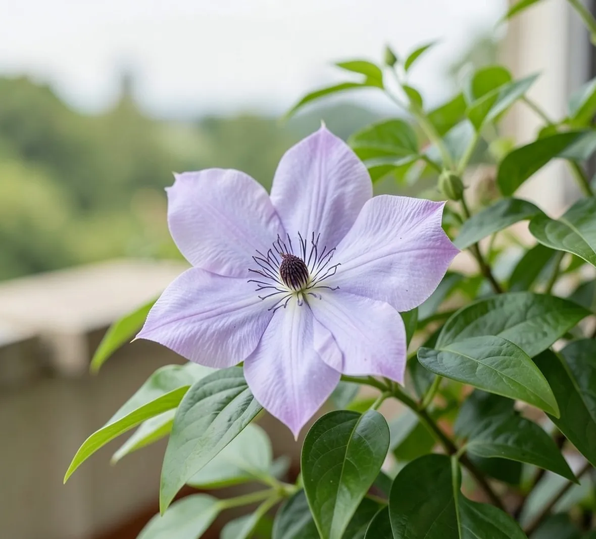 Clematis