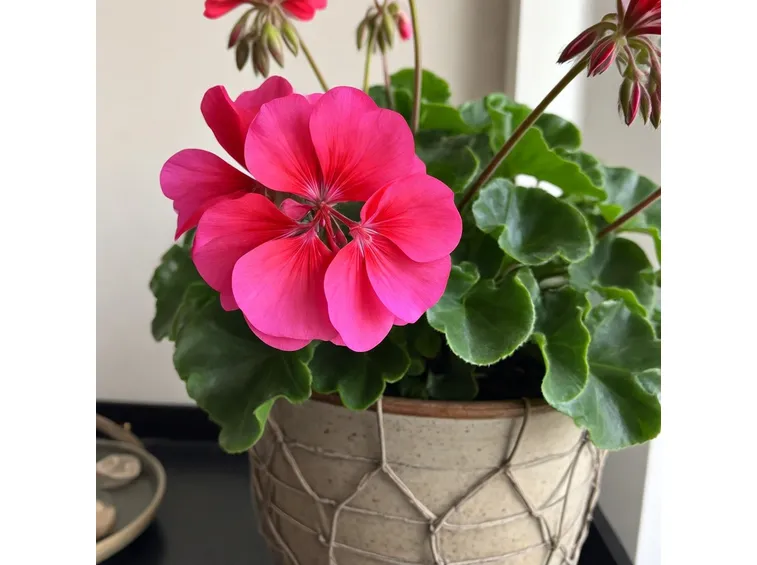 Geranio in fiore