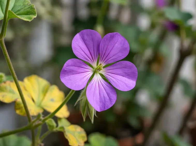 fiore malato