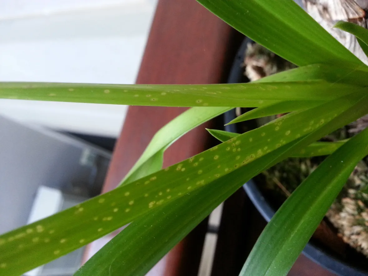 Malattie orchidee