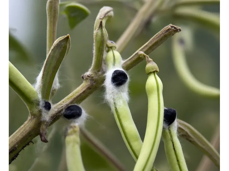 ortaggi malati di sclerotinia