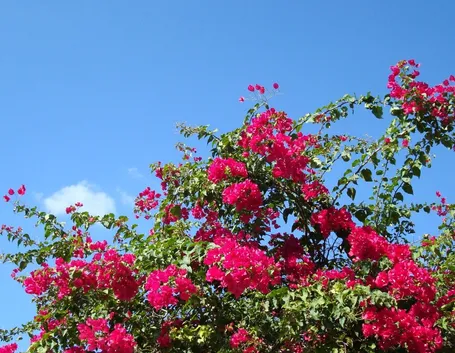 bouganville