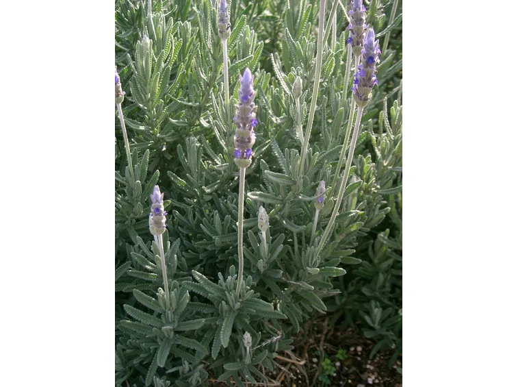Piantina di lavanda