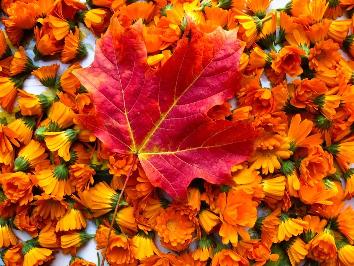Quando programmare la gita: il calendario del foliage da nord a sud