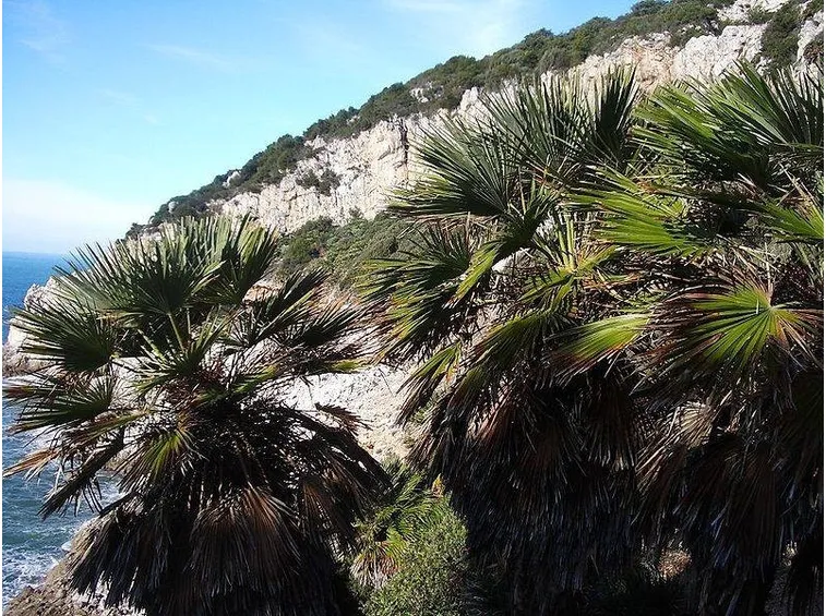 Palme nane alle pendici del promontorio