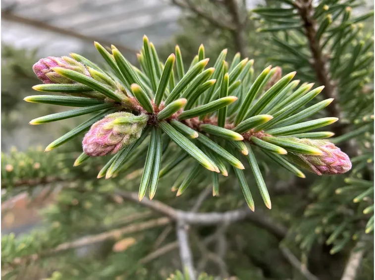 abies koreana
