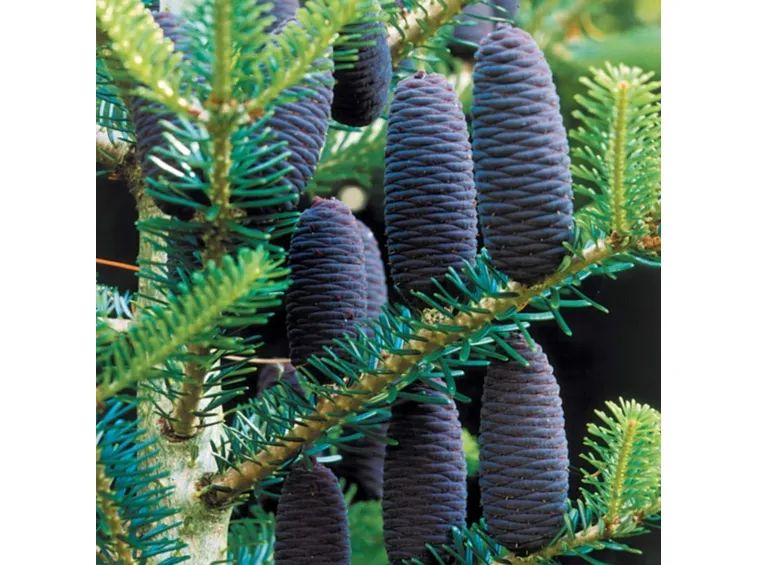 abies koreana