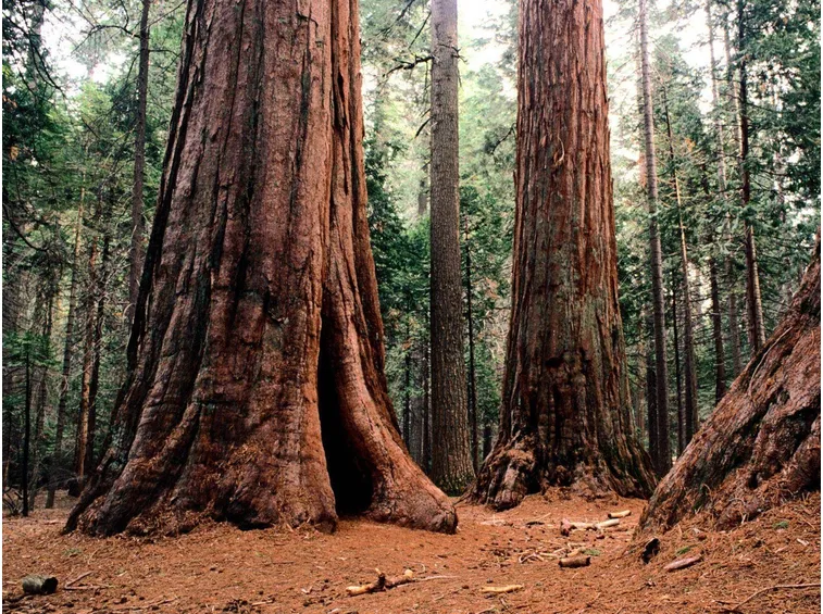 sequoia