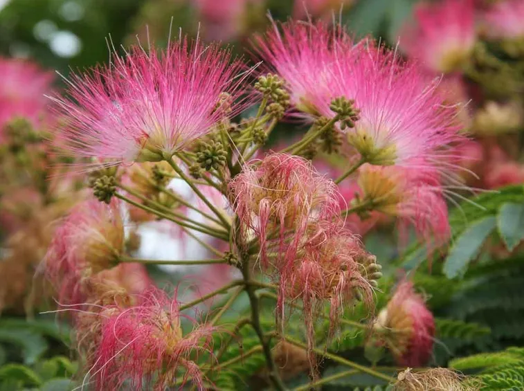 albizia