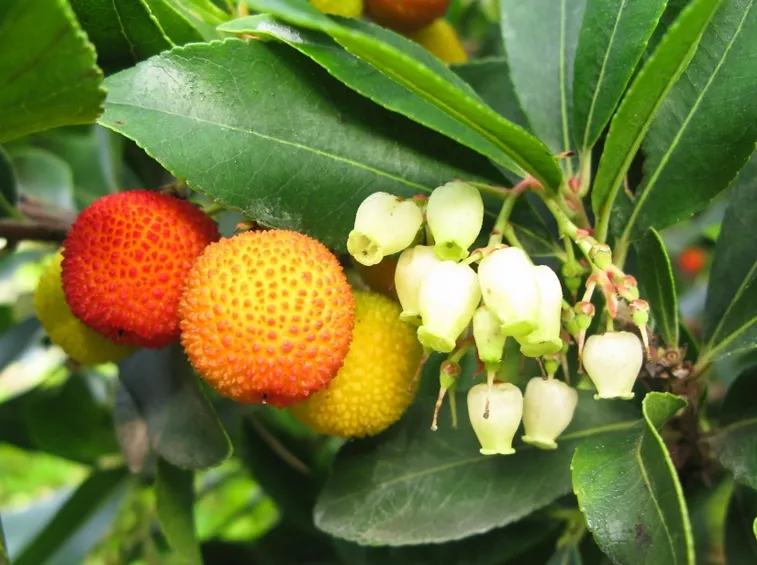 Fiori frutti corbezzolo