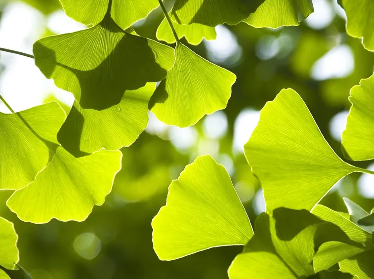 Foglie ginkgo biloba