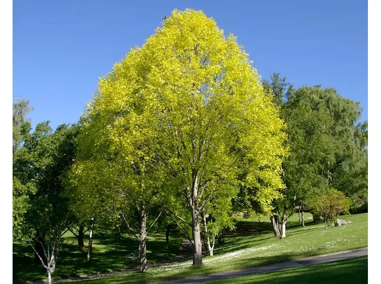 Liriodendron albero
