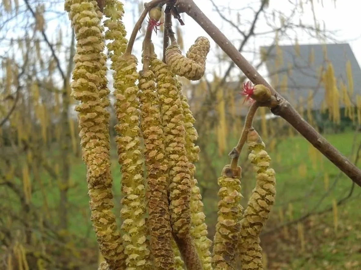 amenti o fiori di nocciolo
