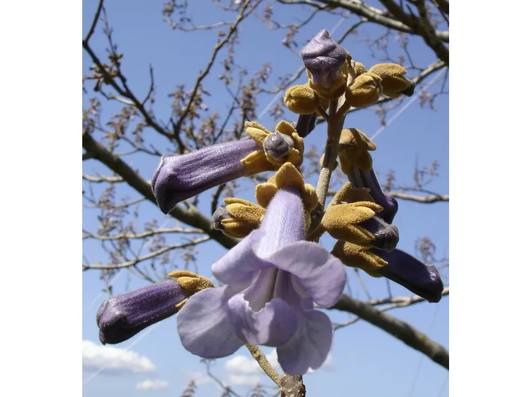 paulownia fiore