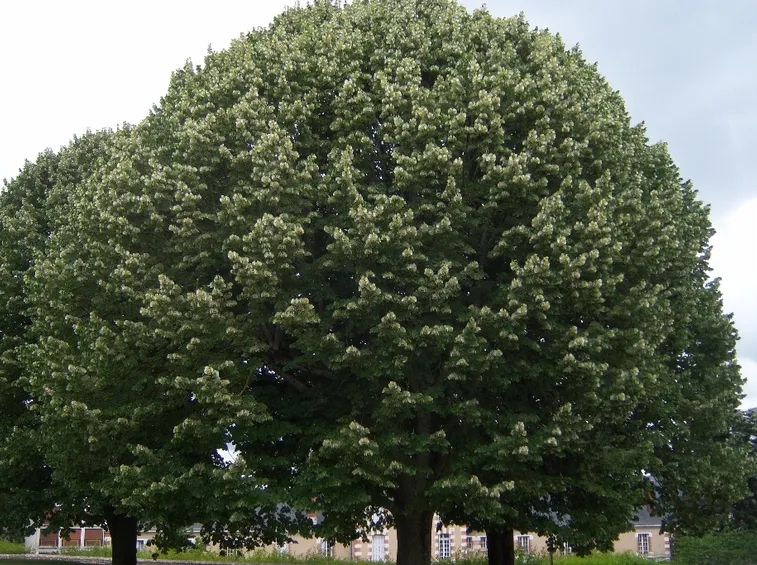 Albero tilia tomentosa