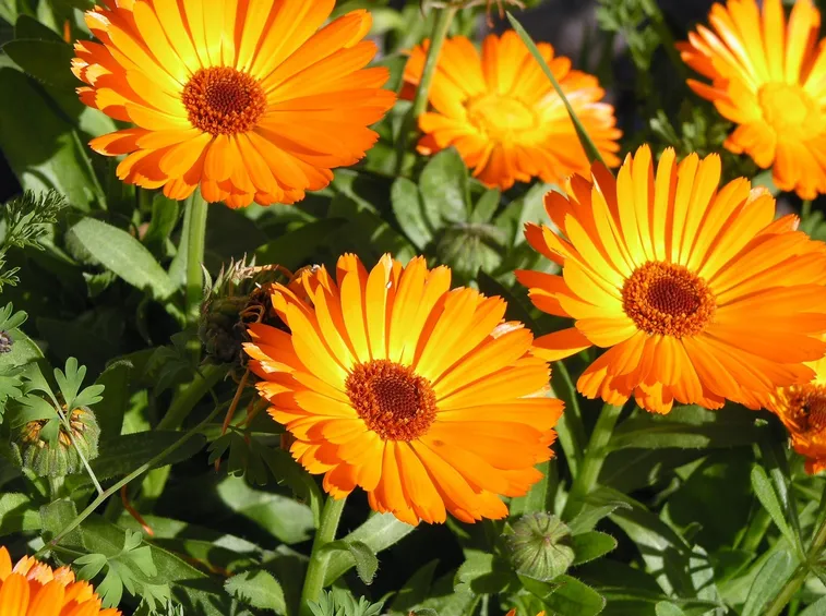 fiori calendula
