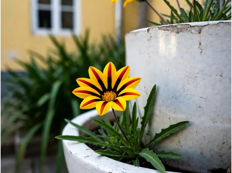 gazania rigens