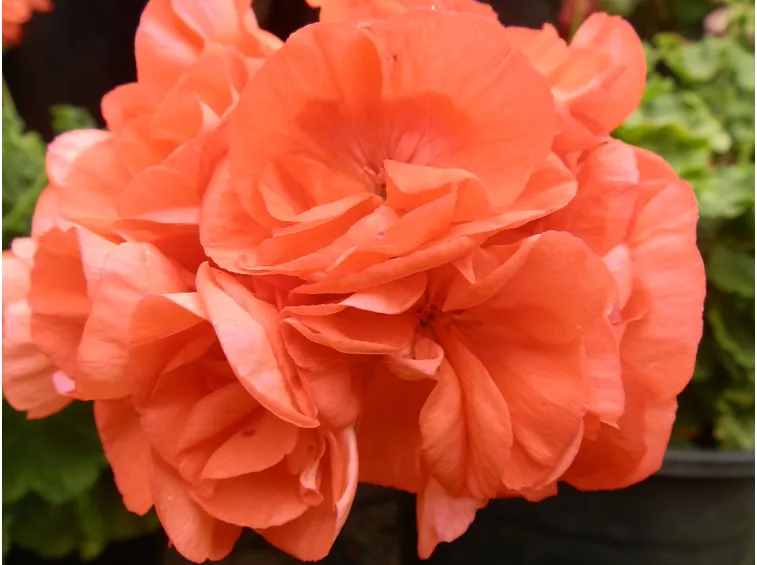 pelargonium orange